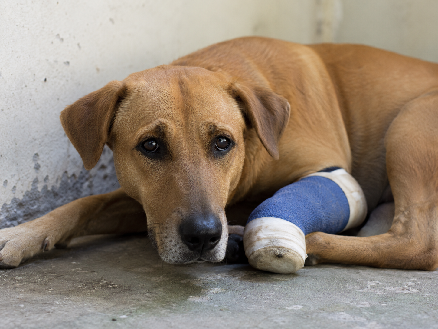 Ajude nossa cadelinha Lorna a se recuperar